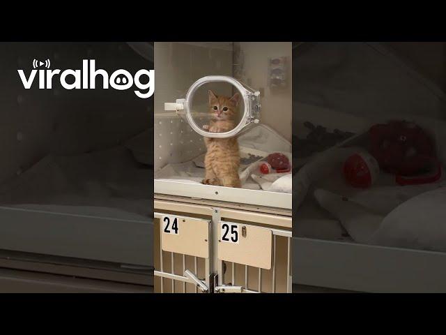Tiny Kitten Makes Air Biscuits at the Vet || ViralHog
