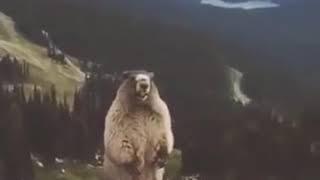 Видео Орал