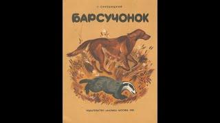 БАРСУЧОНОК-Рассказ- Г.А.Скребицкий