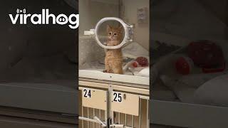 Tiny Kitten Makes Air Biscuits at the Vet || ViralHog